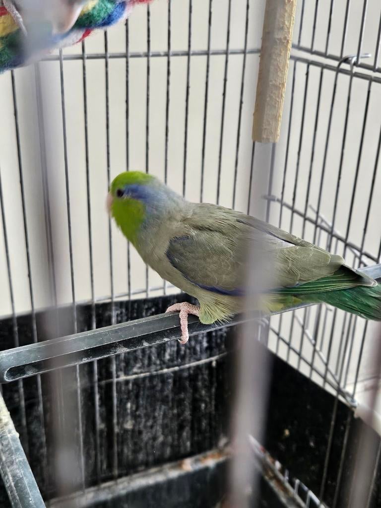 Forpus man van 2023 ruilen tegen pop, Dieren en Toebehoren, Vogels | Parkieten en Papegaaien