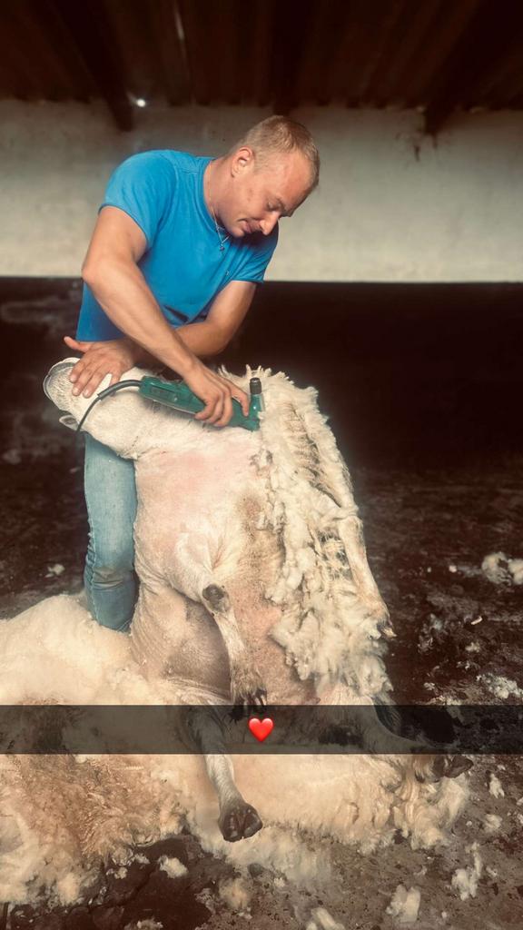Scheren van schapen&alpaca’s heel belgie !, Sexe inconnu, Mouton