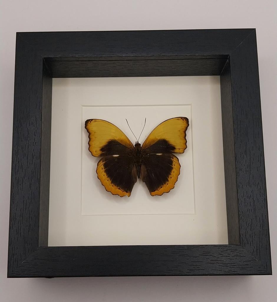 Cadre avec papillon jaune et brun, Enlèvement ou Envoi, Neuf, Insecte, Animal empaillé