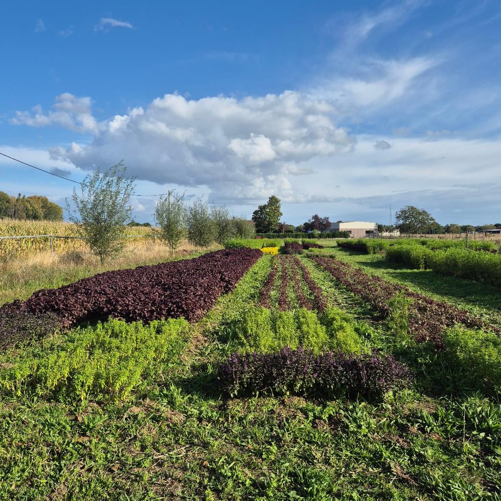 Partner gezocht voor bio-landbouwproject in Vremde (Ranst), Variabele uren, Starter, Overige vormen, Geschikt als bijbaan