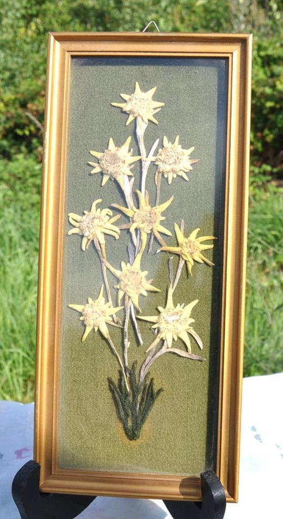 cadre décoratif au 9 edelweiss séchées, Antiek en Kunst, Ophalen of Verzenden