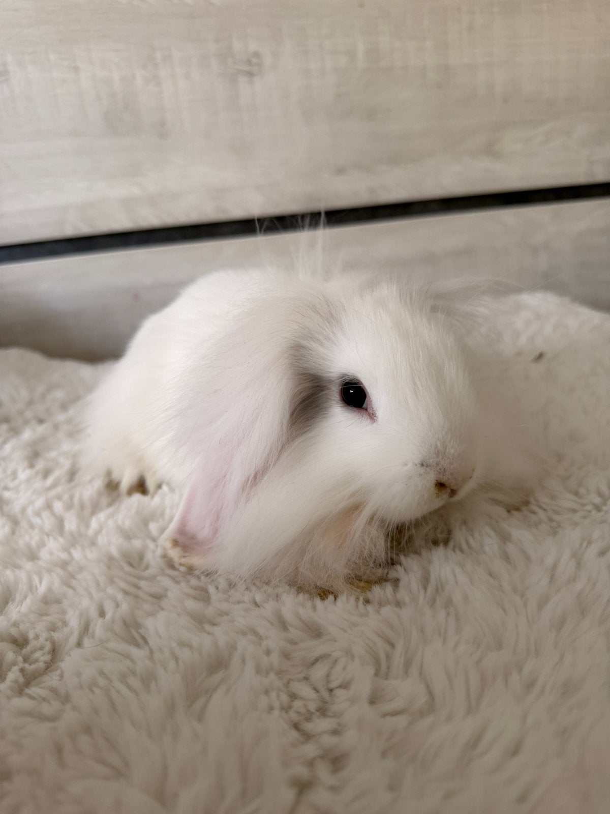 Langharig hangoortje, Dieren en Toebehoren, Mannelijk, Dwerg, Hangoor, 0 tot 2 jaar