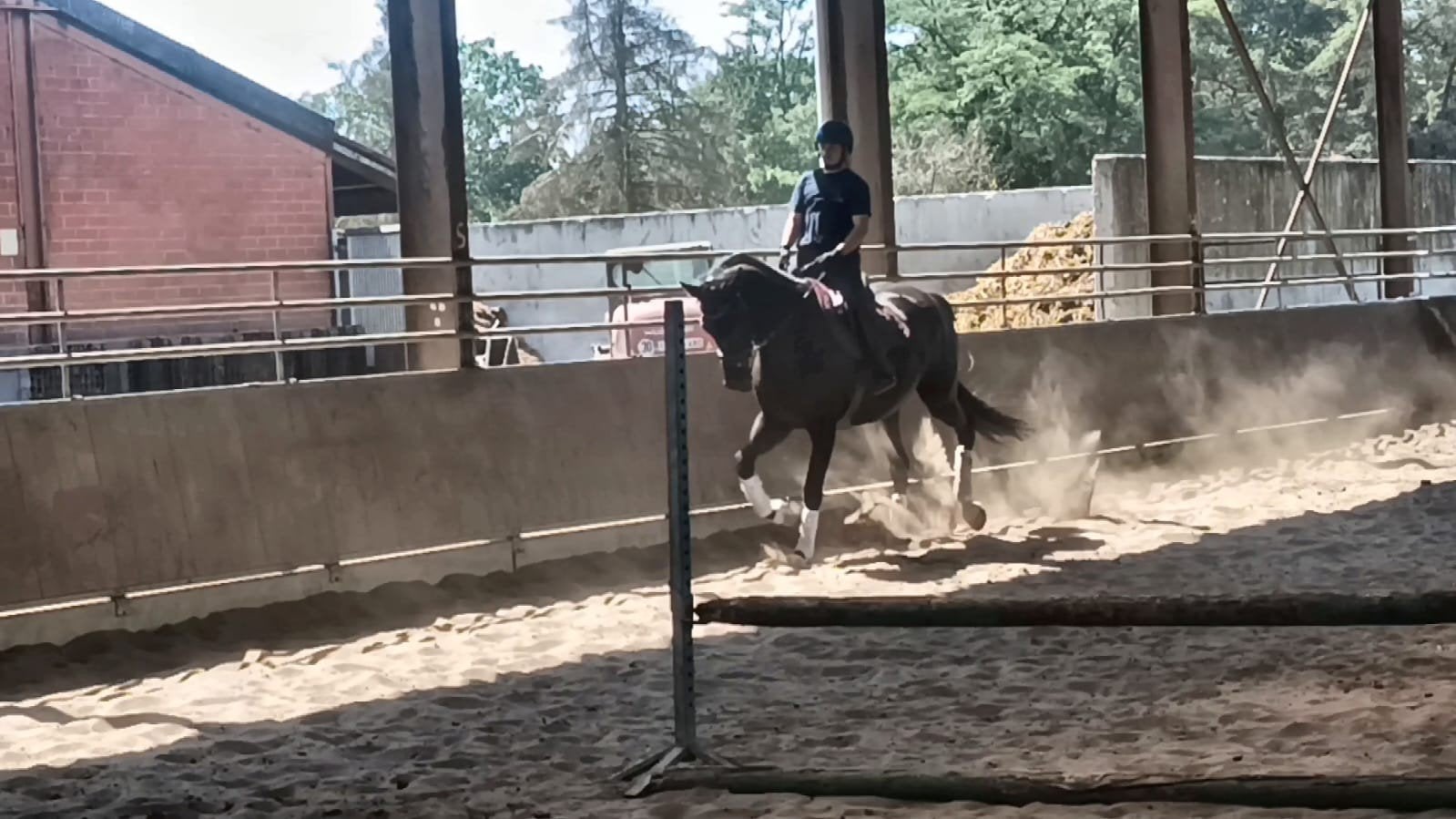 super mooi dressuur paard, Animaux & Accessoires, Chevaux, Jument