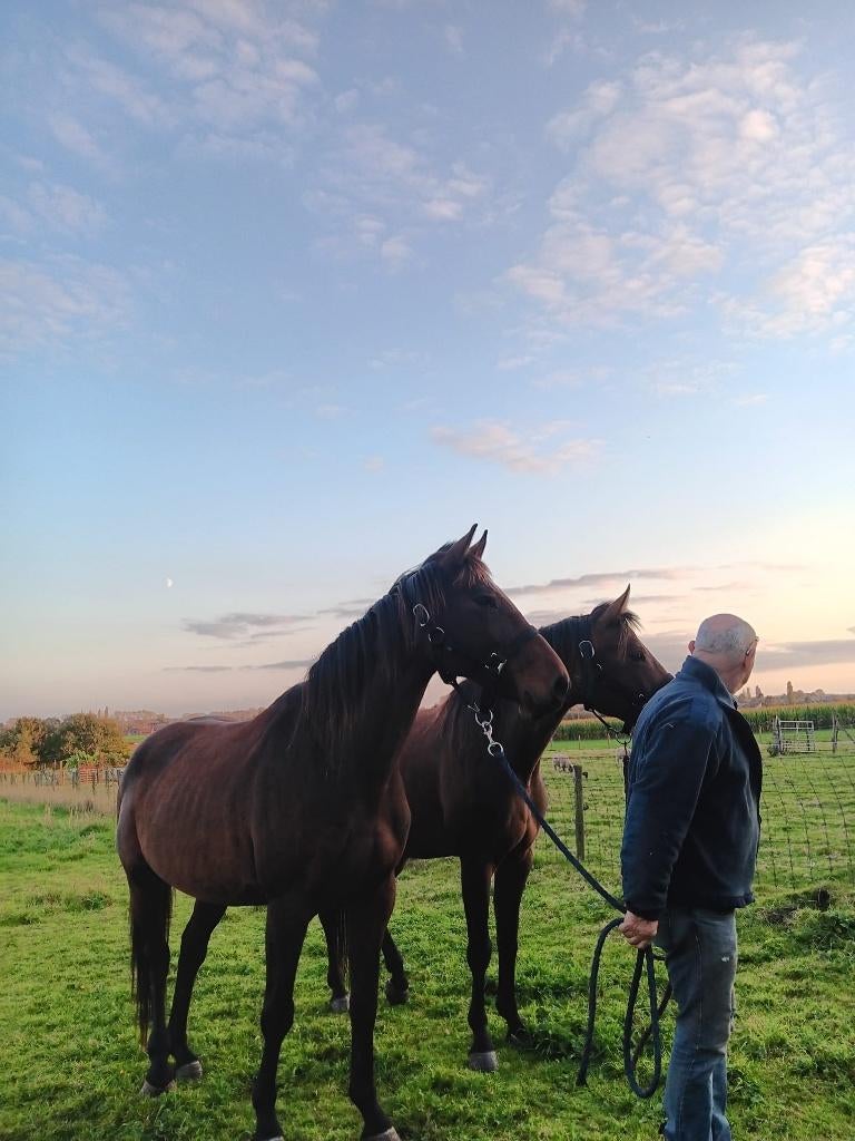 menpaarden, Dieren en Toebehoren, Minder dan 160 cm, Niet van toepassing, 11 jaar of ouder, Recreatiepaard