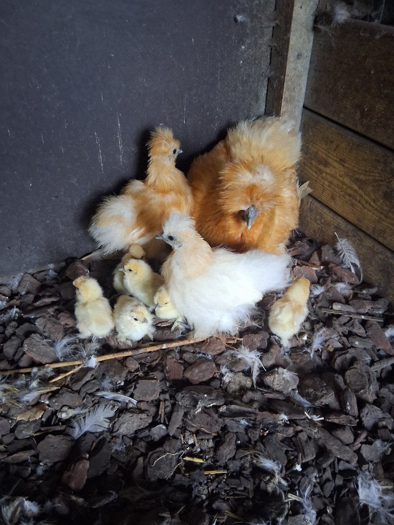 kippen kuikens, Augustus, Geslacht onbekend