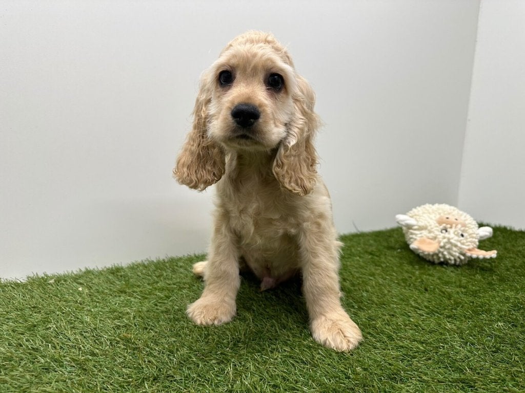 Amerikaanse Cocker Spaniël Pups, Dieren en Toebehoren, België, 8 tot 15 weken, CDV (hondenziekte), Meerdere