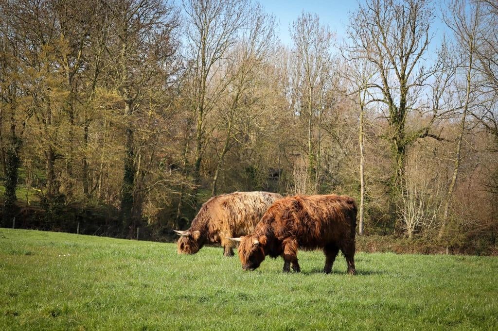 2 Schotse Hooglander vaarzen, Dieren en Toebehoren