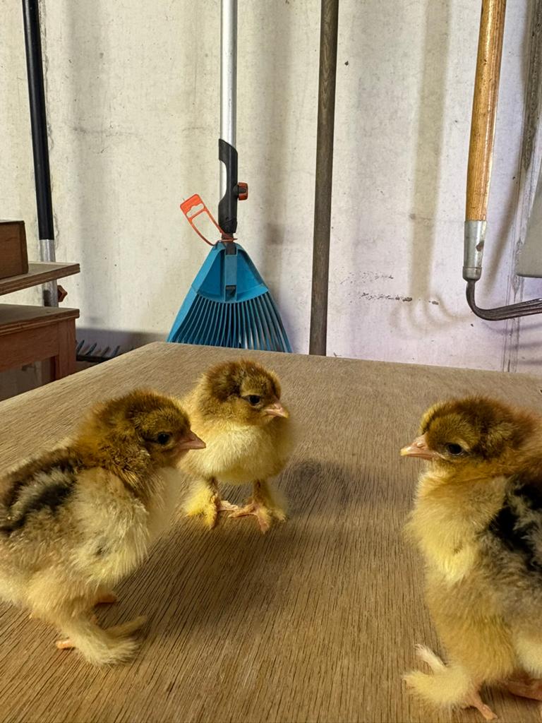 Brahma goudpatrijs kuikens, Dieren en Toebehoren, Pluimvee