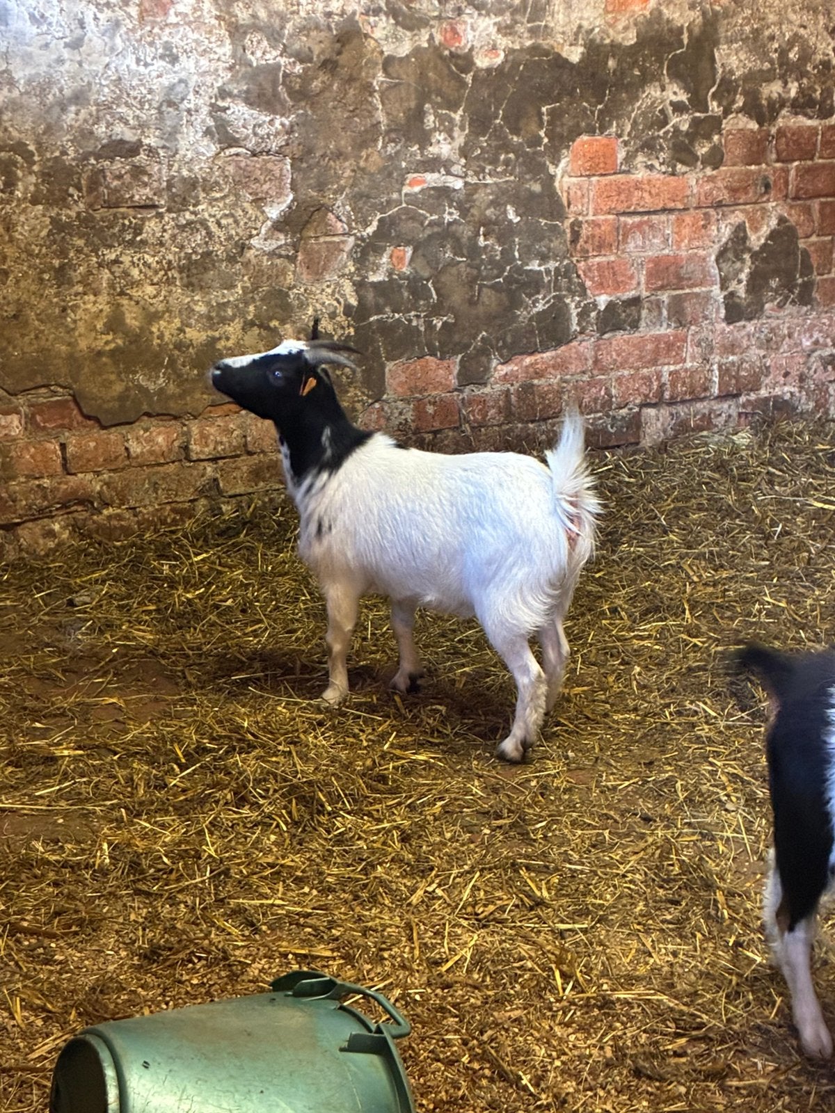 2 tamme dwerggeiten, Dieren en Toebehoren