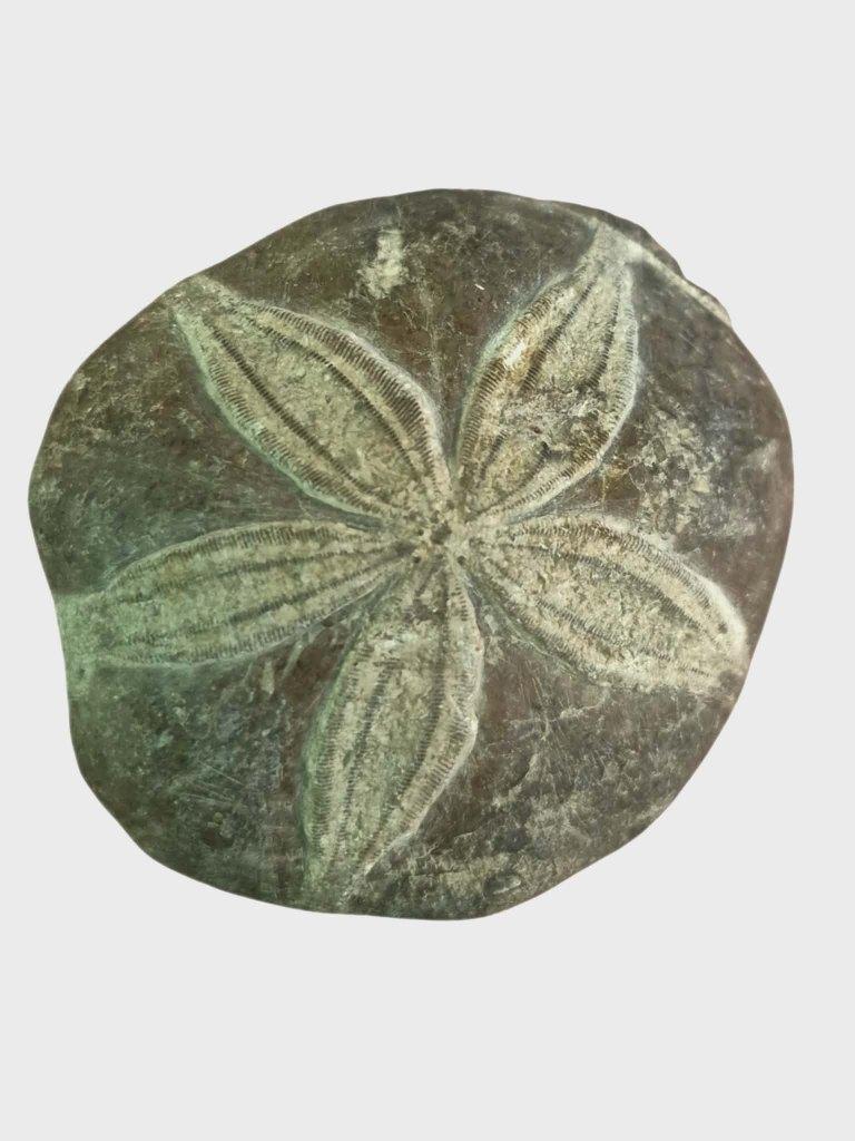 Oursin fossilisé, Enlèvement