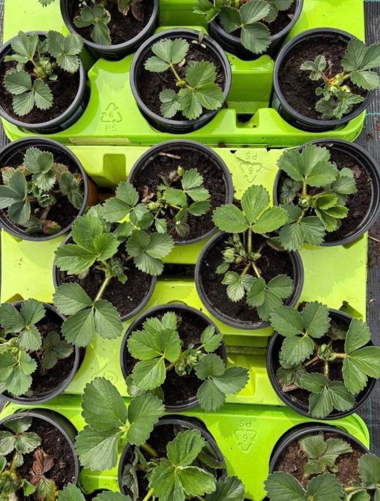 Ostara aarbeiplantjes. 10+2 gratis, Enlèvement, Comme neuf