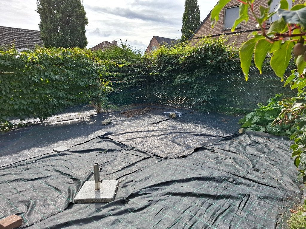 Kiwibesplanten gratis, Tuin en Terras, Ophalen, 100 tot 250 cm, Overige soorten