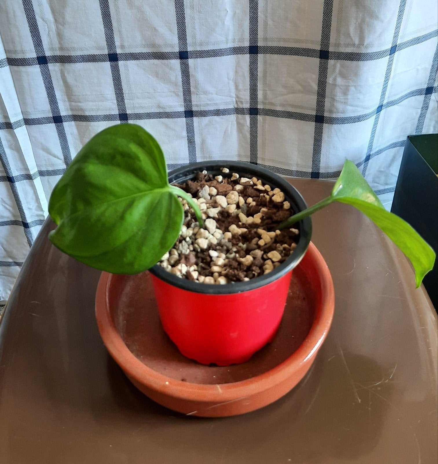 epipremnum global green stekjes, Huis en Inrichting, Ophalen, Overige soorten, Halfschaduw, In pot