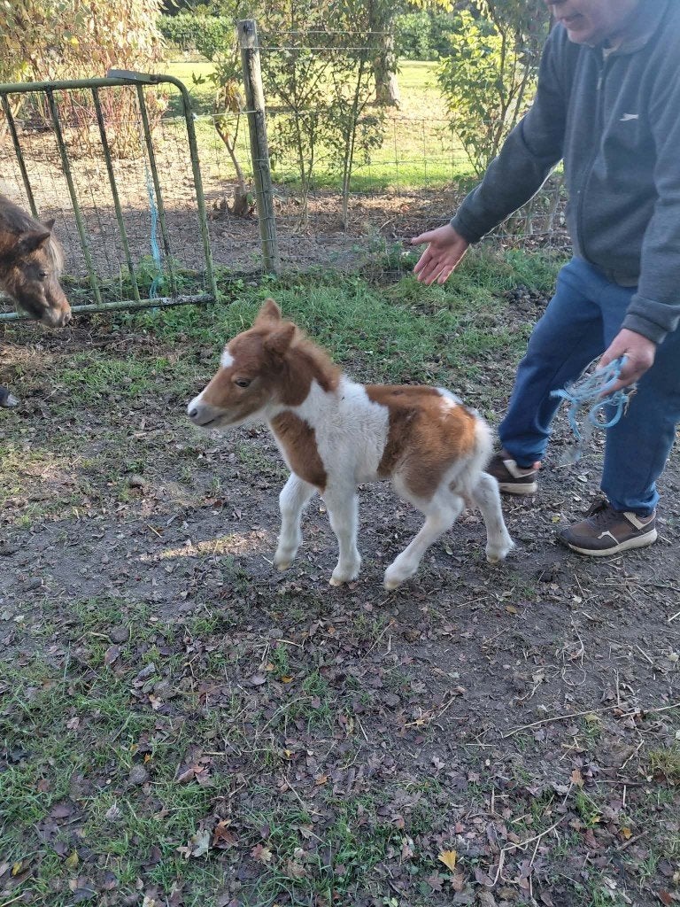 poulain pie, Dieren en Toebehoren, Gechipt, 0 tot 2 jaar, Hengst, A pony (tot 1.17m)