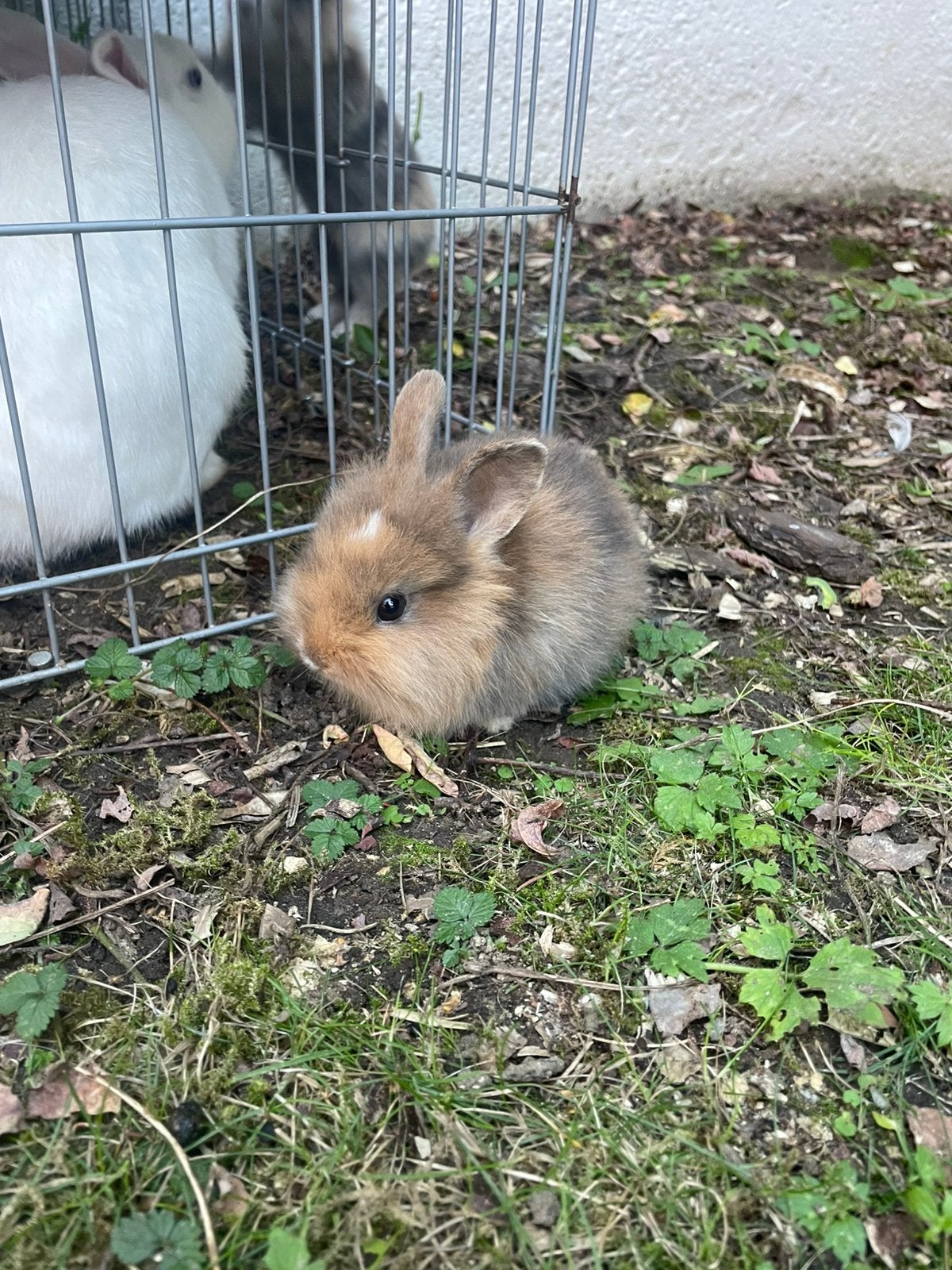 Dwergkonijn, Dieren en Toebehoren, Dwerg, 0 tot 2 jaar