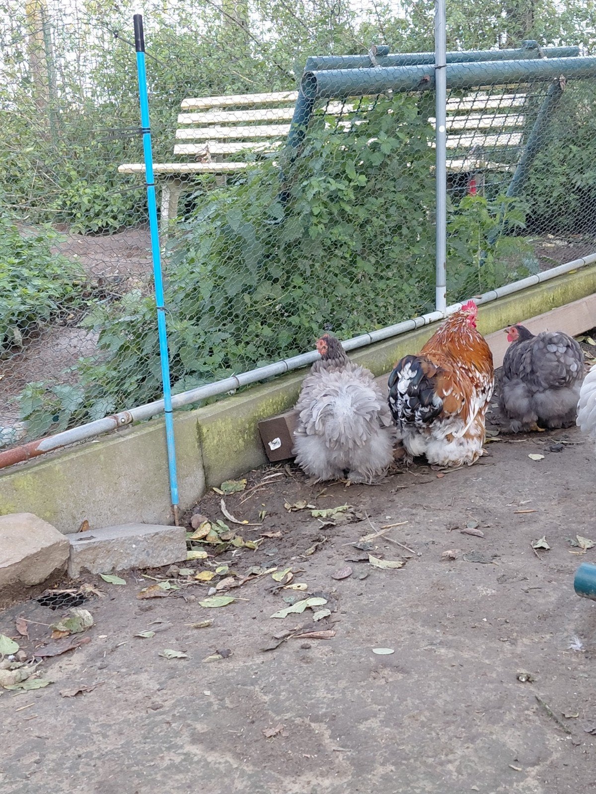 trio pékin de Mars 2026, Animaux & Accessoires, Plusieurs animaux, Poule ou poulet