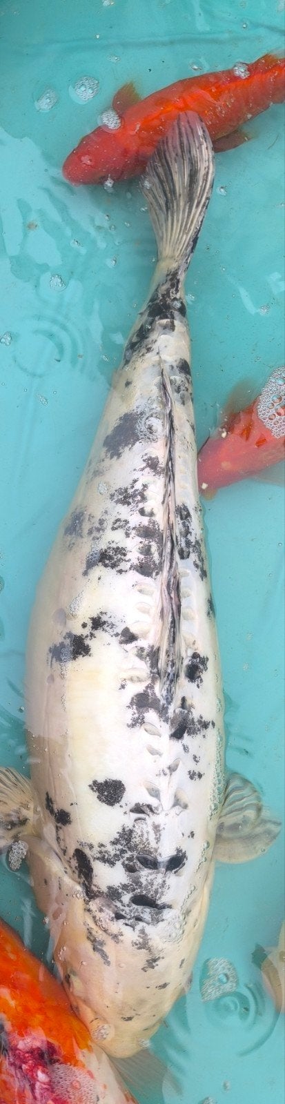 6 koi van +50 cm, Dieren en Toebehoren