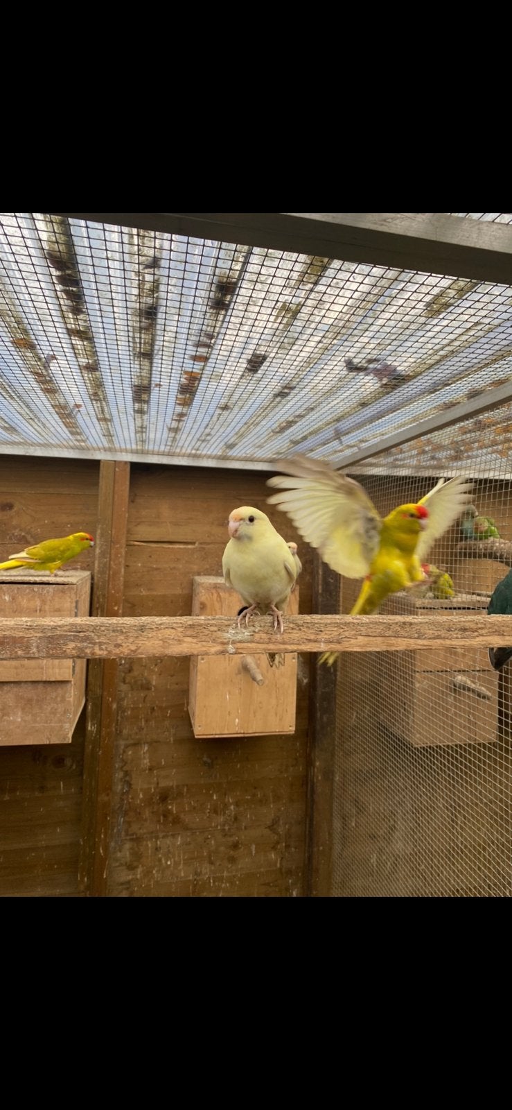 Kakariki, Dieren en Toebehoren
