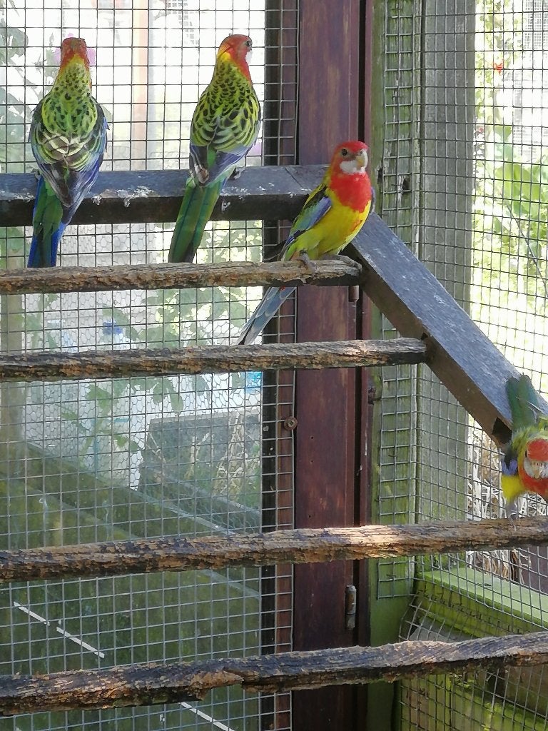 rosella, Dieren en Toebehoren, Meerdere dieren, Parkiet, Geringd
