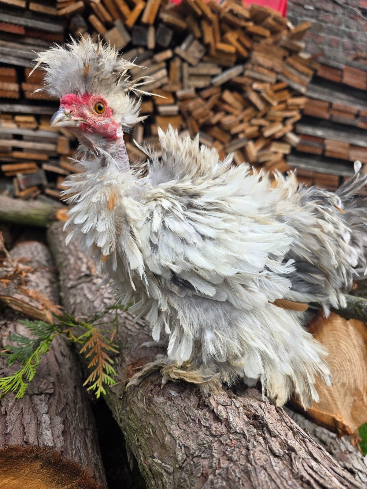 haantje zoekt huisje, Animaux & Accessoires, Mâle, Poule ou poulet