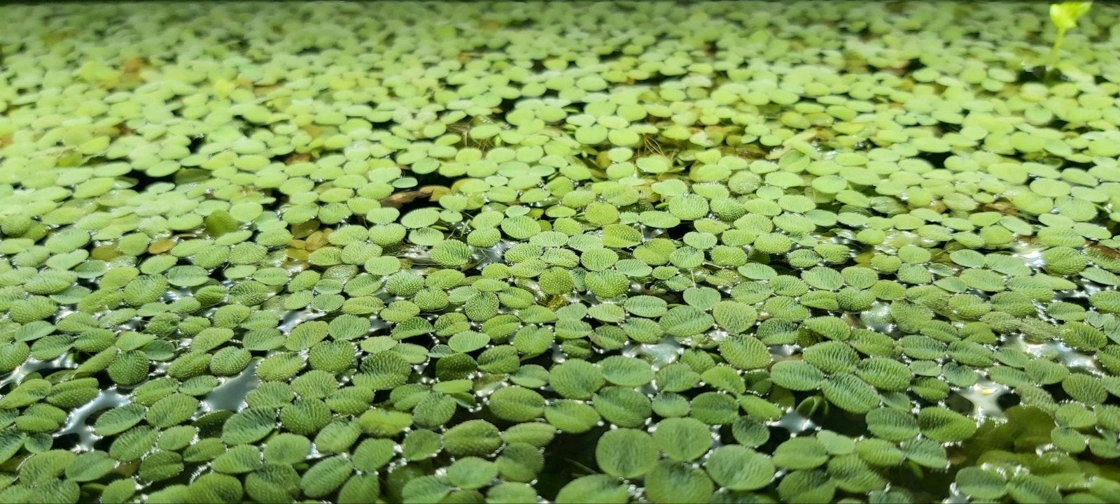 Salvinia minima te koop, Animaux & Accessoires, Poissons | Poissons d'aquarium, Autres types