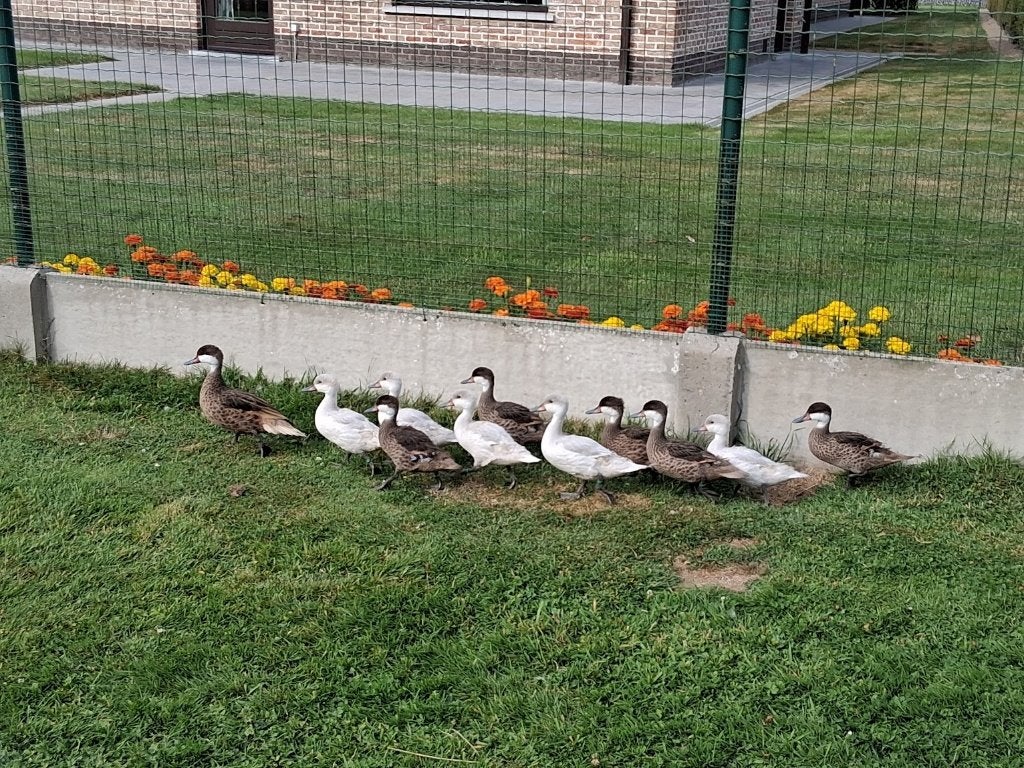 Bahamapijlstaart, Meerdere dieren, Eend
