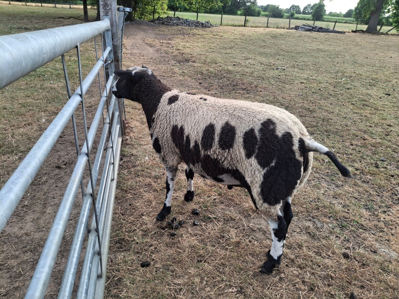 super de luxe baggerbonte  ram, Dieren en Toebehoren