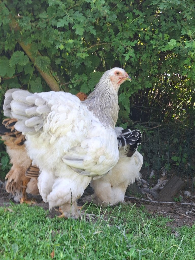 Brahma wit-blauw hennen & hanen, Animaux & Accessoires, Plusieurs animaux, Poule ou poulet