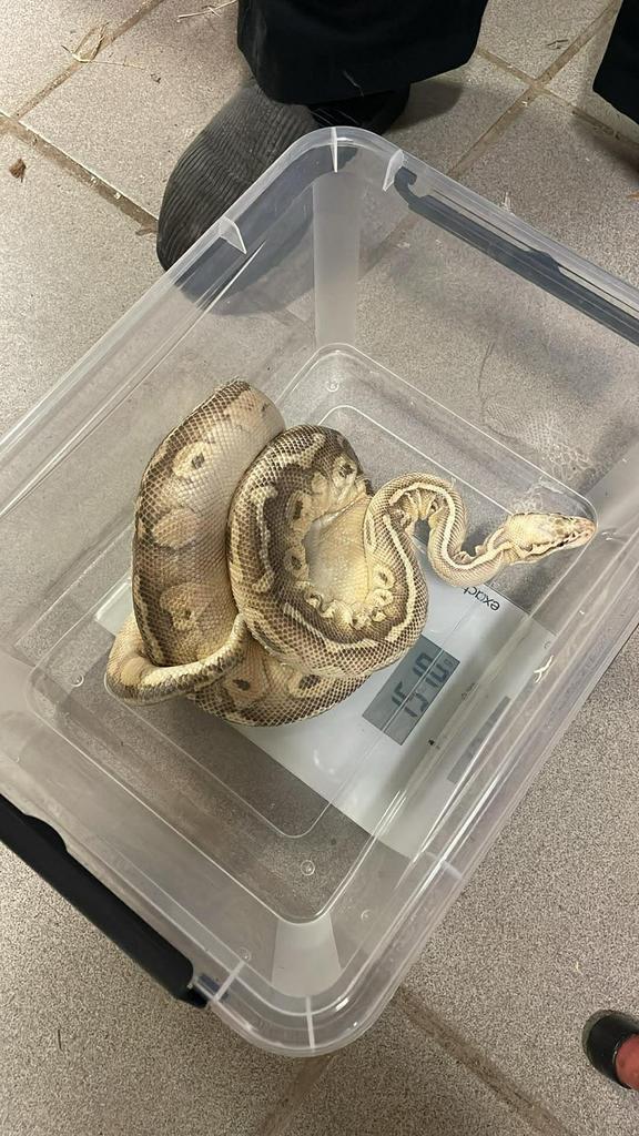 Collectie Ballpythons, Dieren en Toebehoren