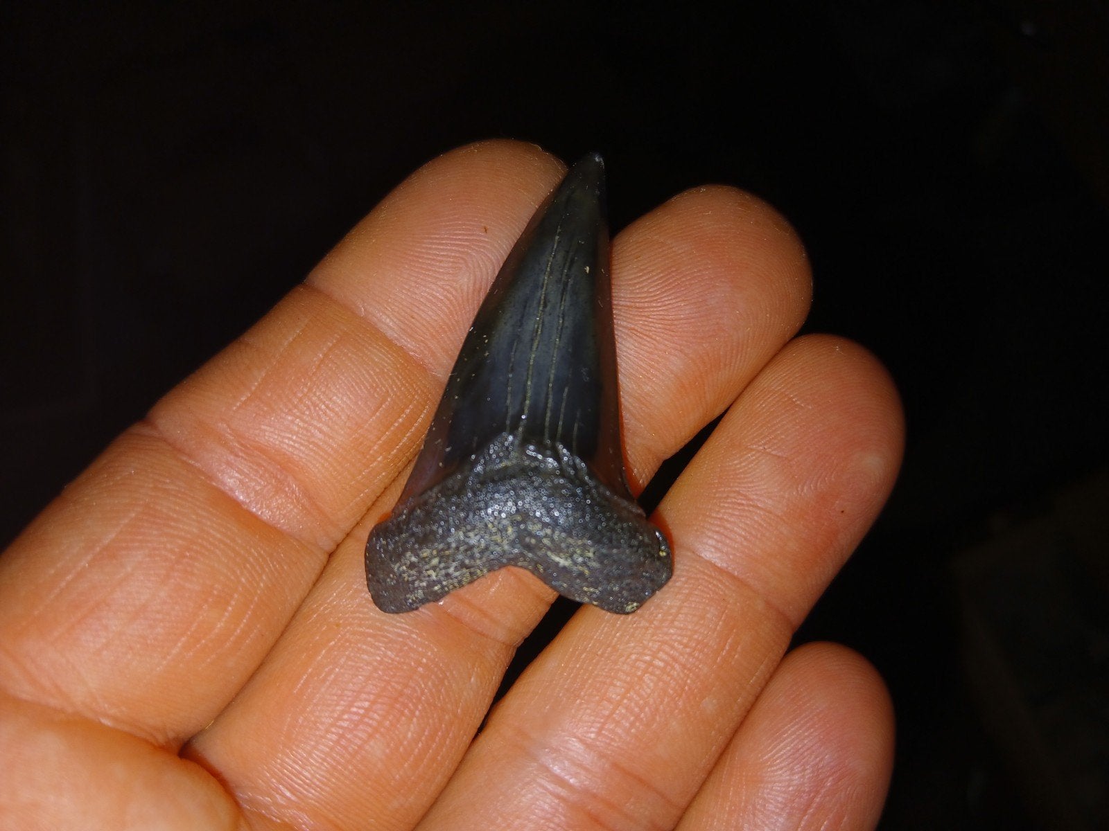 Isurus hastalis, Ophalen of Verzenden