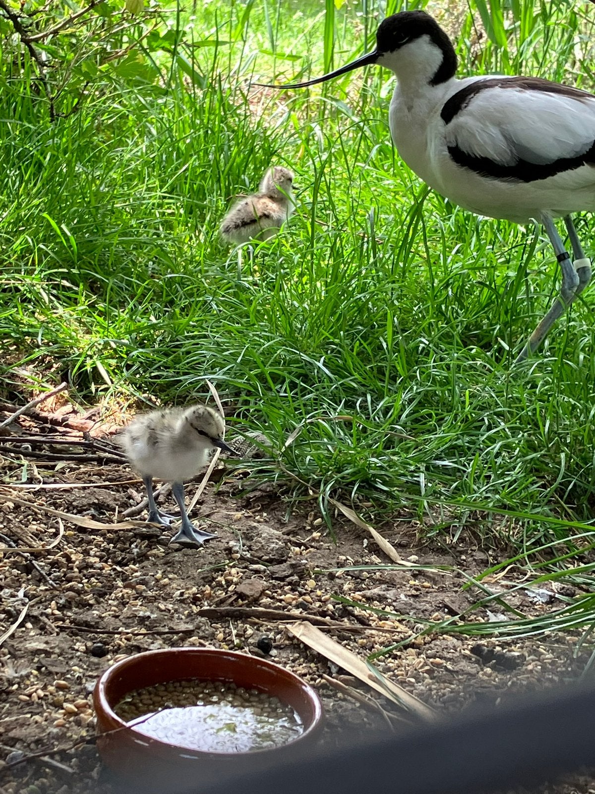 Europese kluut en carolina eend, Plusieurs animaux, Canard
