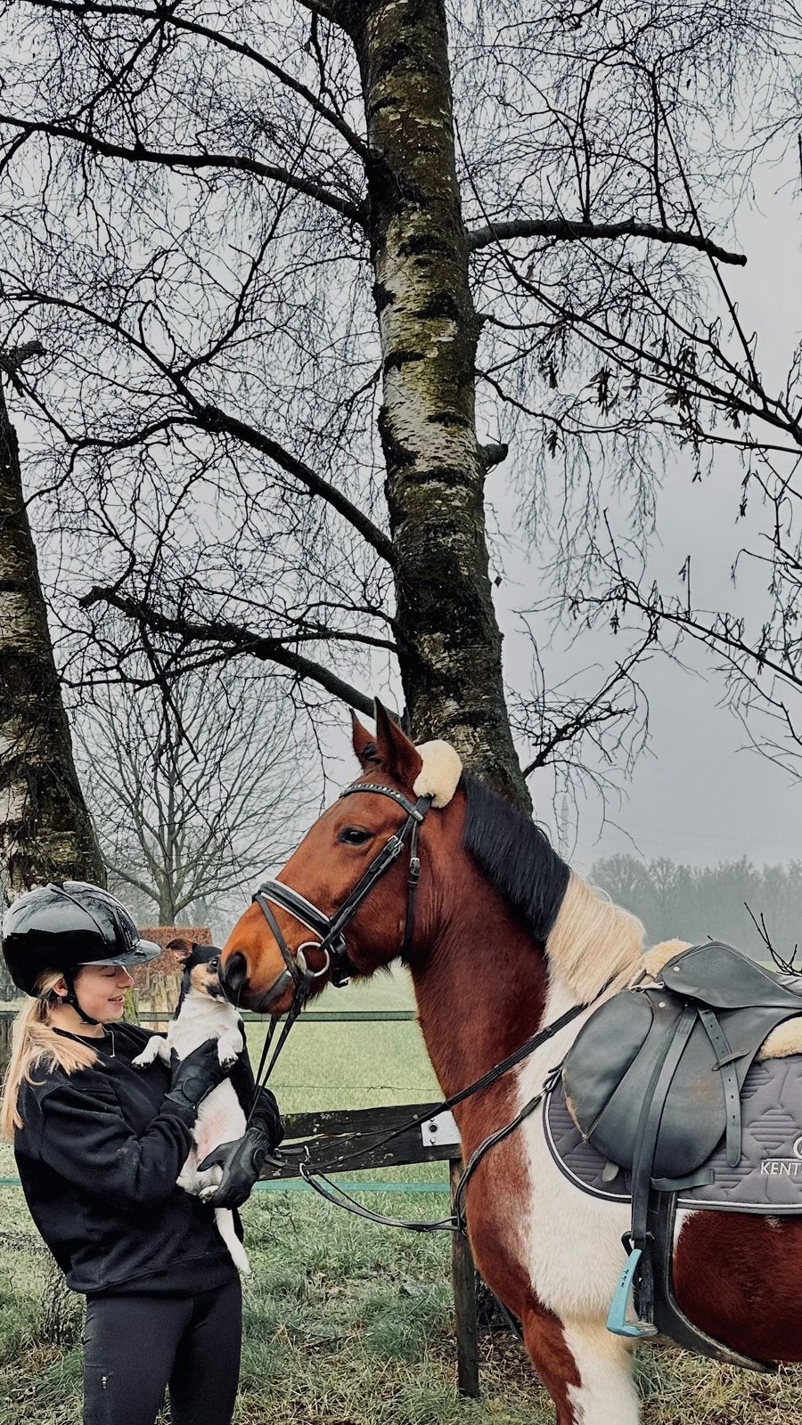 Joli D-pony à vendre, Animaux & Accessoires, Hongre, Poney D (1.37 m à 1.48m), Poney de récréation
