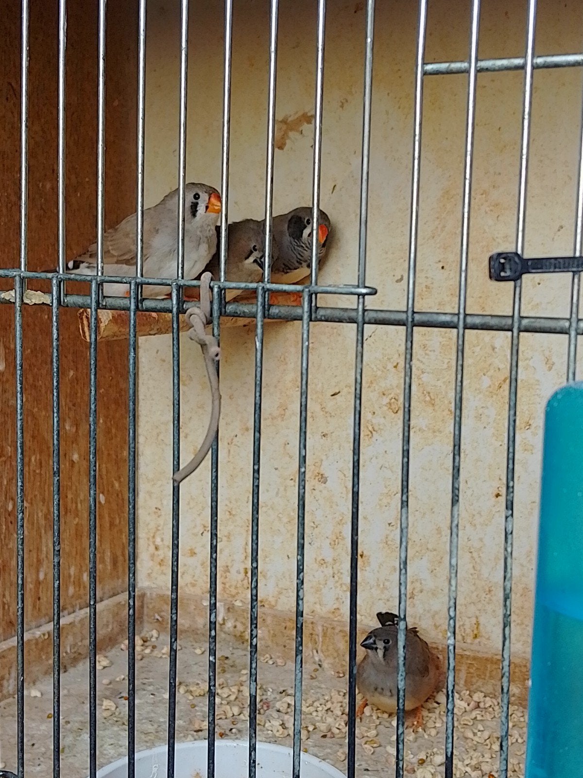 PINSONS ZÈBRES, jeunes et matures, bagués avec ou sans CAGE, Plusieurs animaux, Oiseau tropical, Bagué