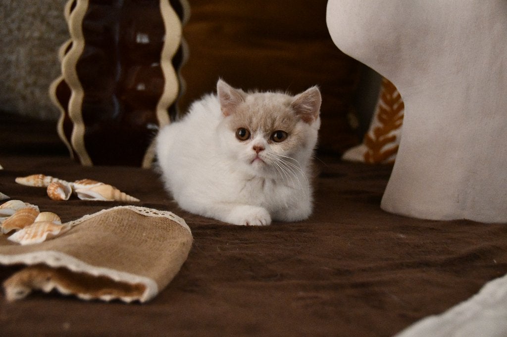 Brits korthaar kitten, Chatte ou Chat, Avec pedigree, 0 à 2 ans