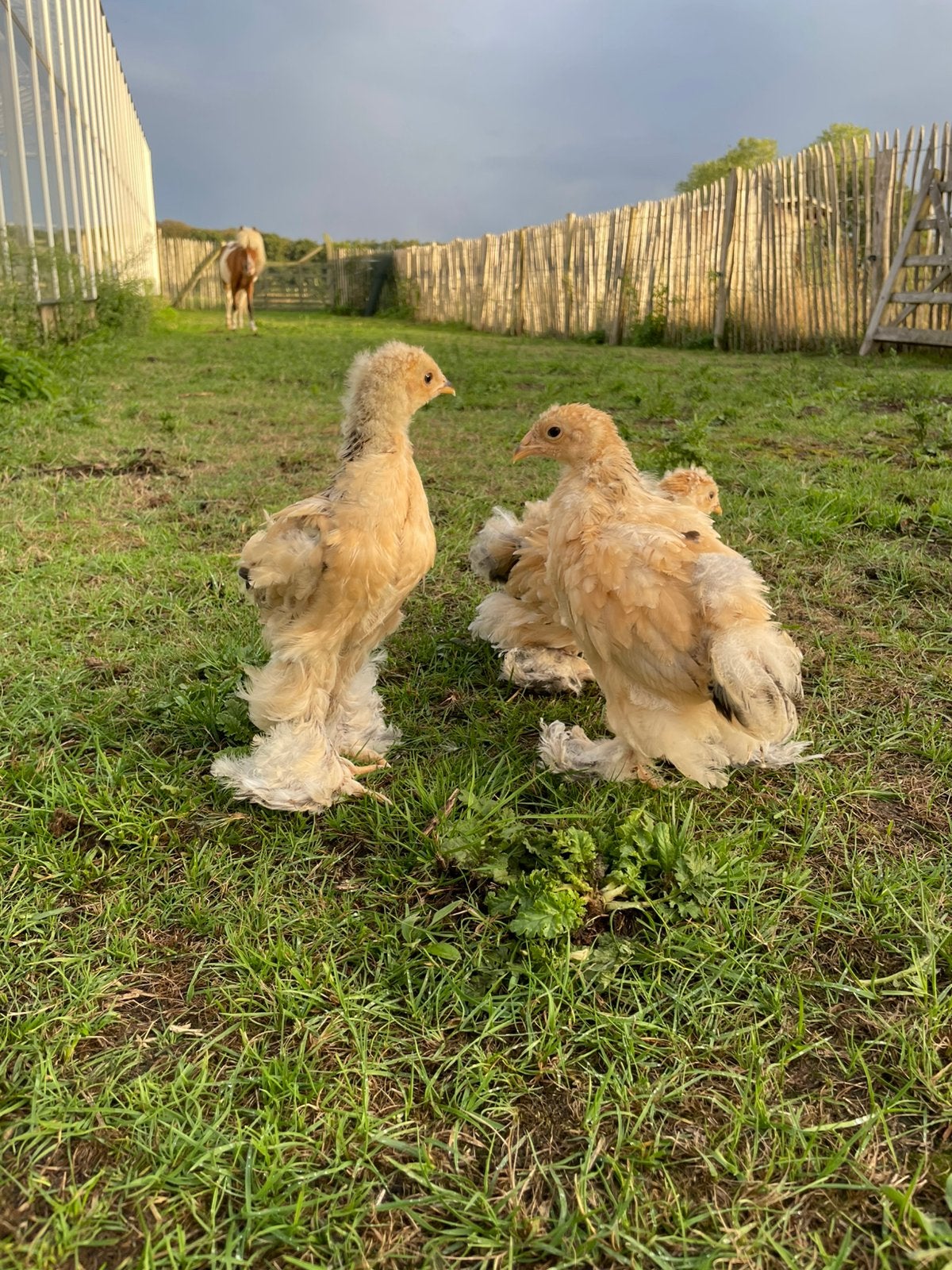 Brahma kuikens en een cochin kriel, Animaux & Accessoires, Sexe inconnu, Poule ou poulet