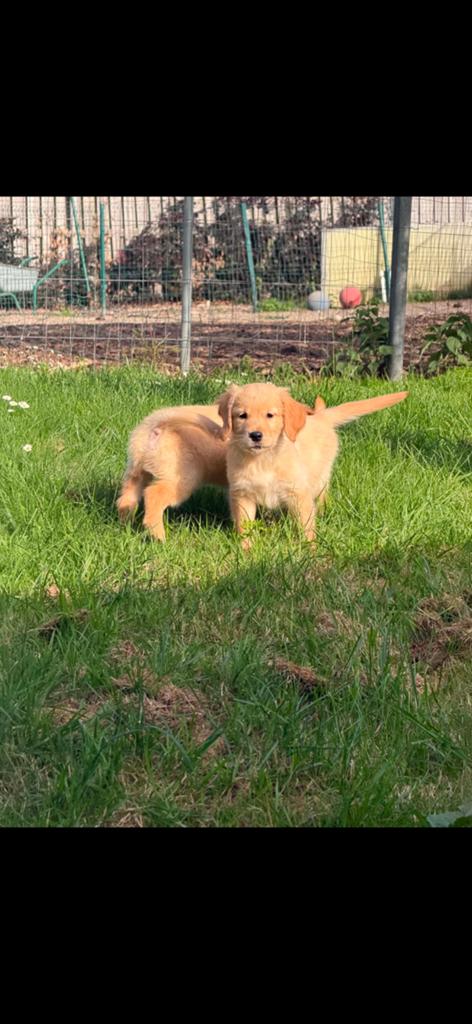Mooie nestje puppy s met stamboom, België, Reu, 8 tot 15 weken, Meerdere