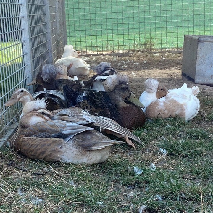 Boerderij-eendjes te koop – Laatste eendjes dit seizoen!, Dieren en Toebehoren, Pluimvee, Meerdere dieren, Eend