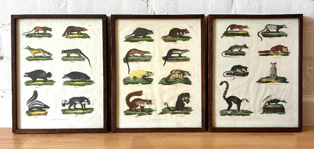 oude triptiek gekleurde afbeelding dieren encyclopedie kader, Ophalen of Verzenden