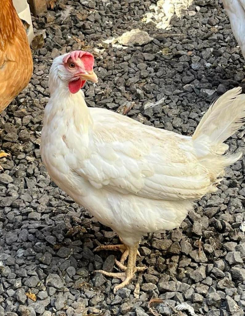Poules pondeuses, Femelle, Poule ou poulet