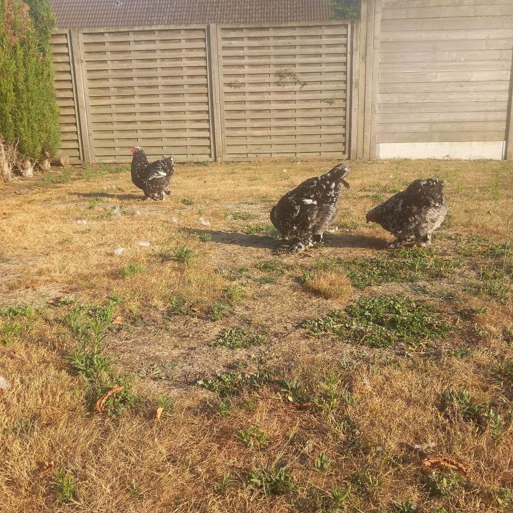 Brahma kippen, Femelle, Poule ou poulet