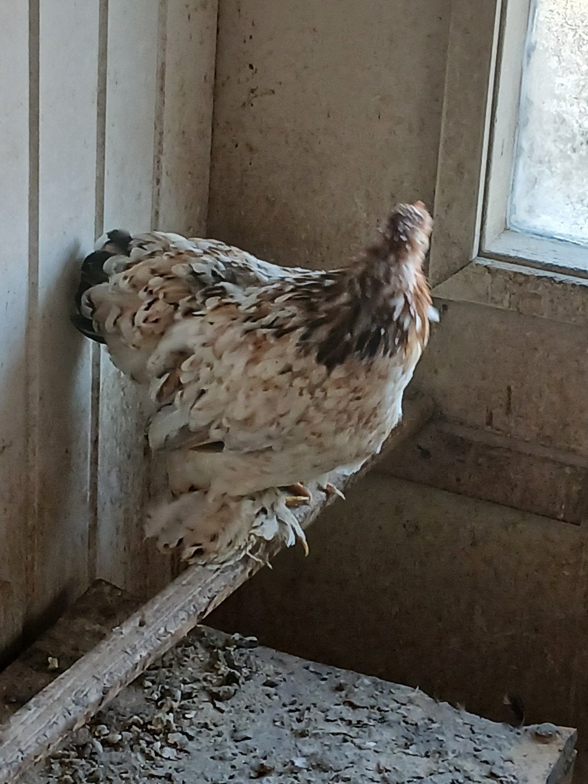 Bantam de Cochin, Femelle, Poule ou poulet