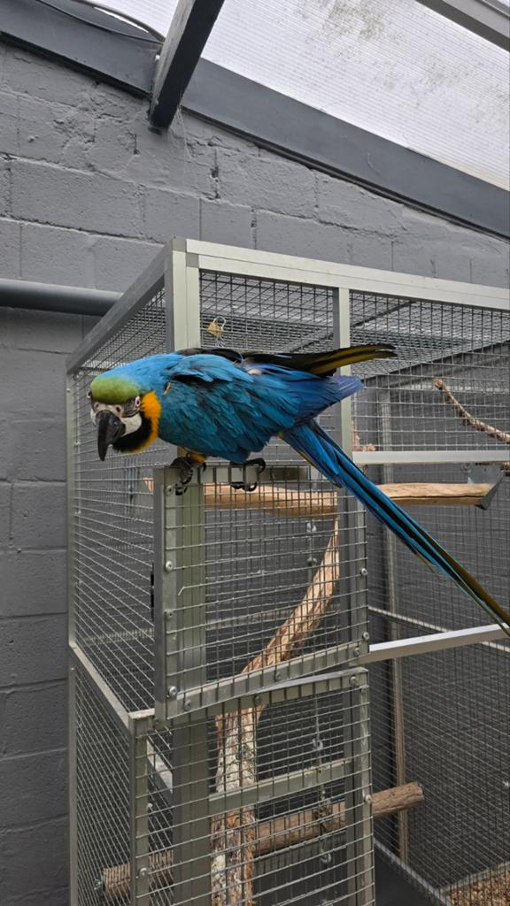 Mâle ara ararauna apprivoisé, Animaux & Accessoires, Oiseaux | Perruches & Perroquets, Mâle