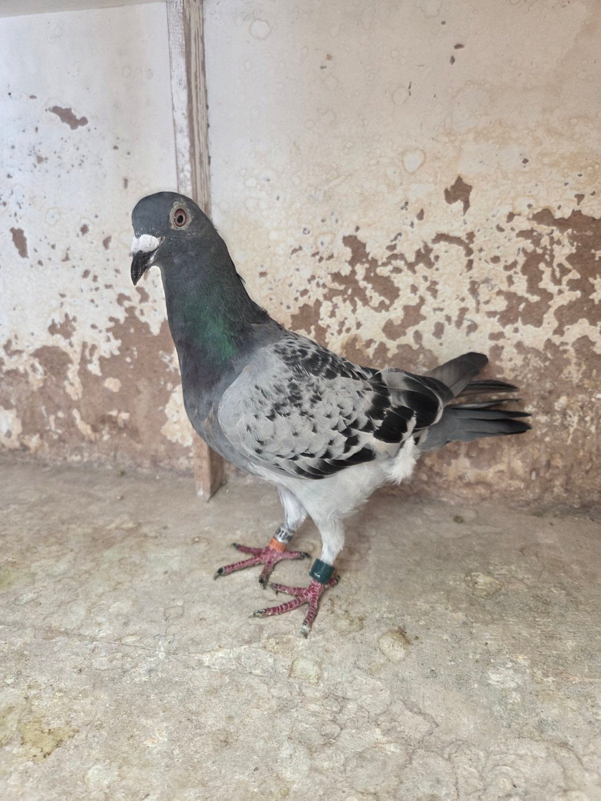 Te koop een duivin van 2025, Animaux & Accessoires, Oiseaux | Pigeons