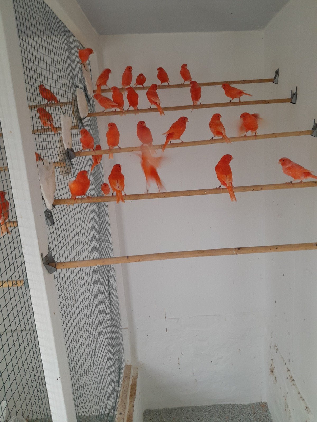 Rode Kanaries, Dieren en Toebehoren, Mannelijk, Kleurkanarie