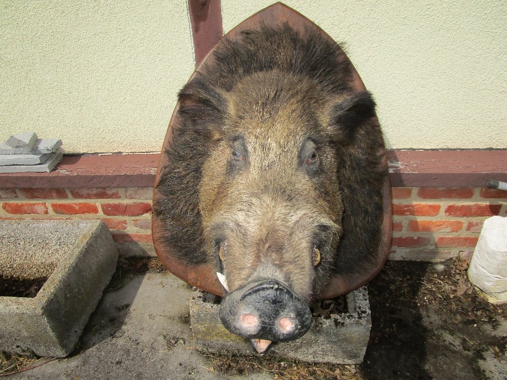 taxidermie everzwijn, Ophalen, Wild dier, Opgezet dier