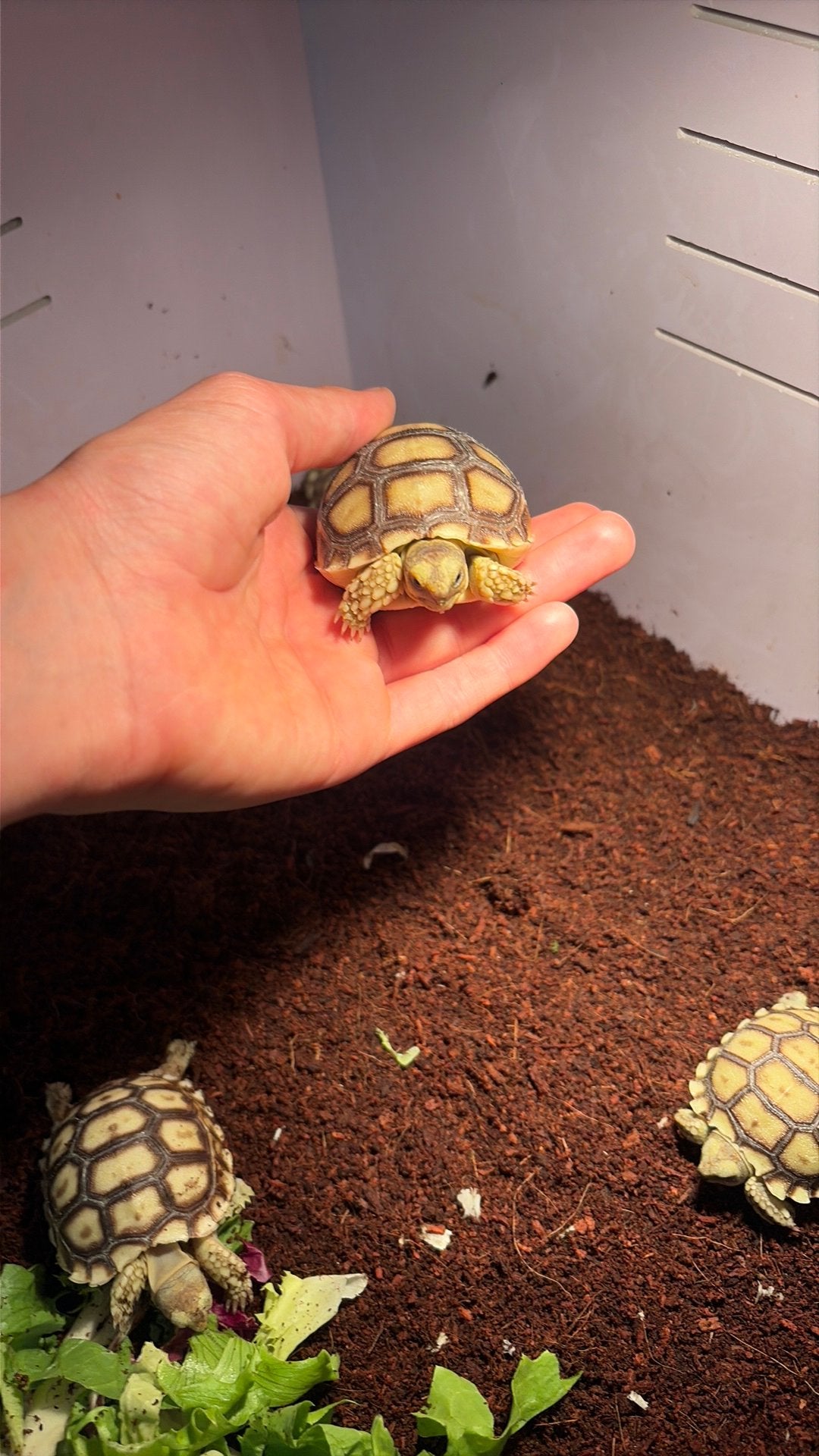 Bebe sulcata, Enlèvement
