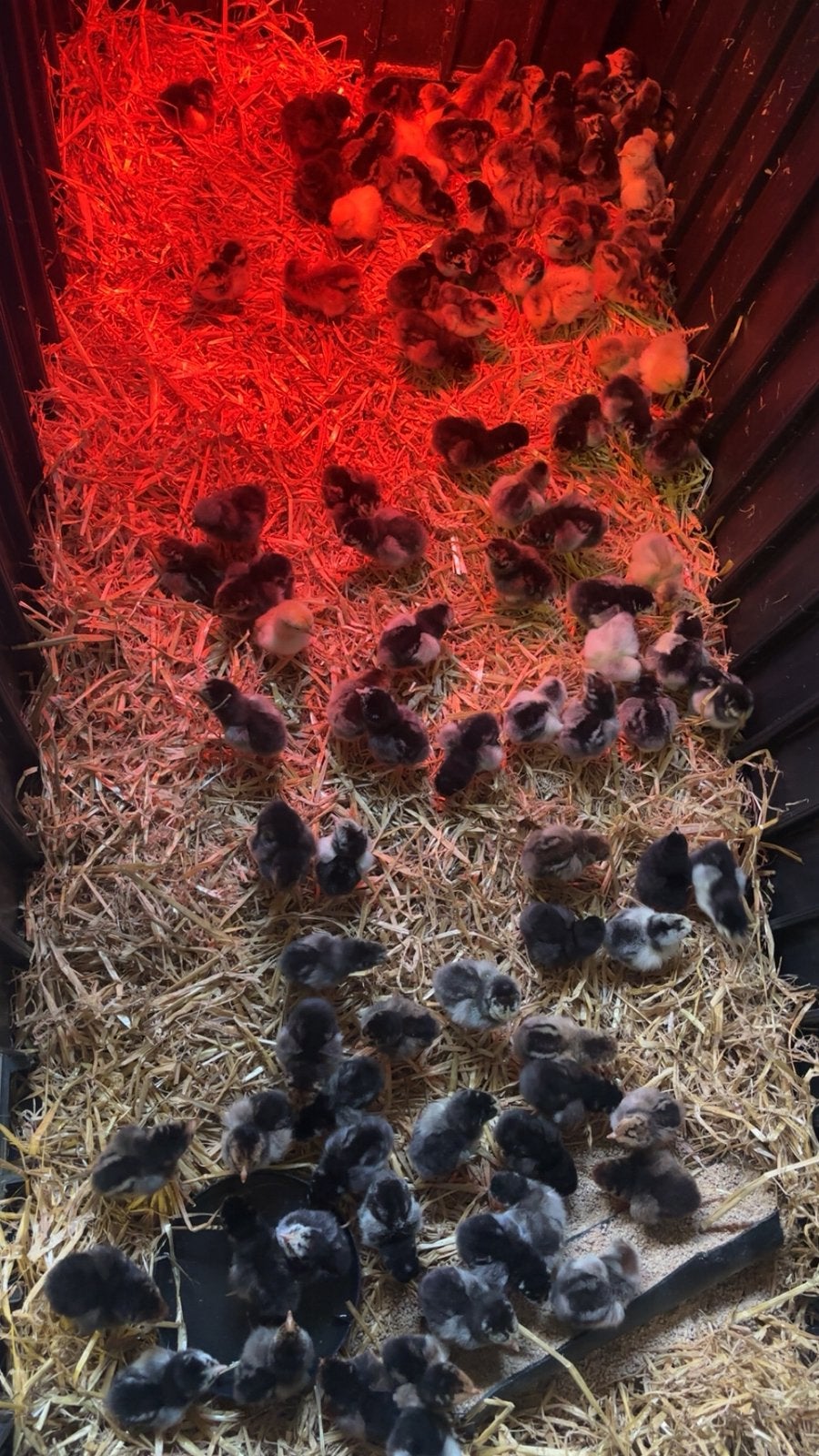Kuikens, Dieren en Toebehoren, Pluimvee, Geslacht onbekend, Kip