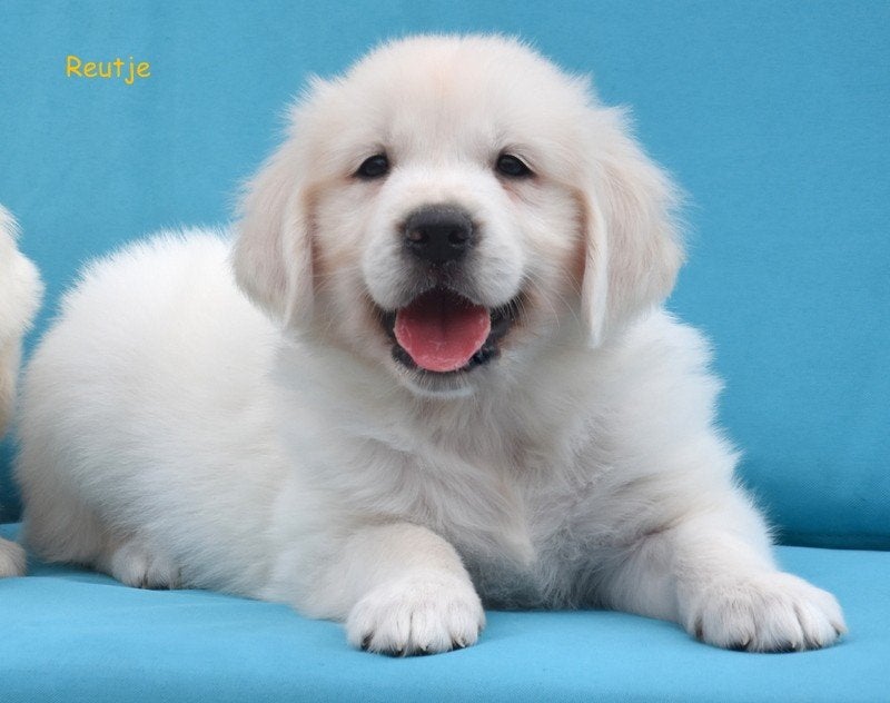 Prachtige Golden Retriever pups, Animaux & Accessoires, Chiens | Retrievers, Épagneuls & Chiens d'eau, Golden retriever, Maladie de Carré (chiens)