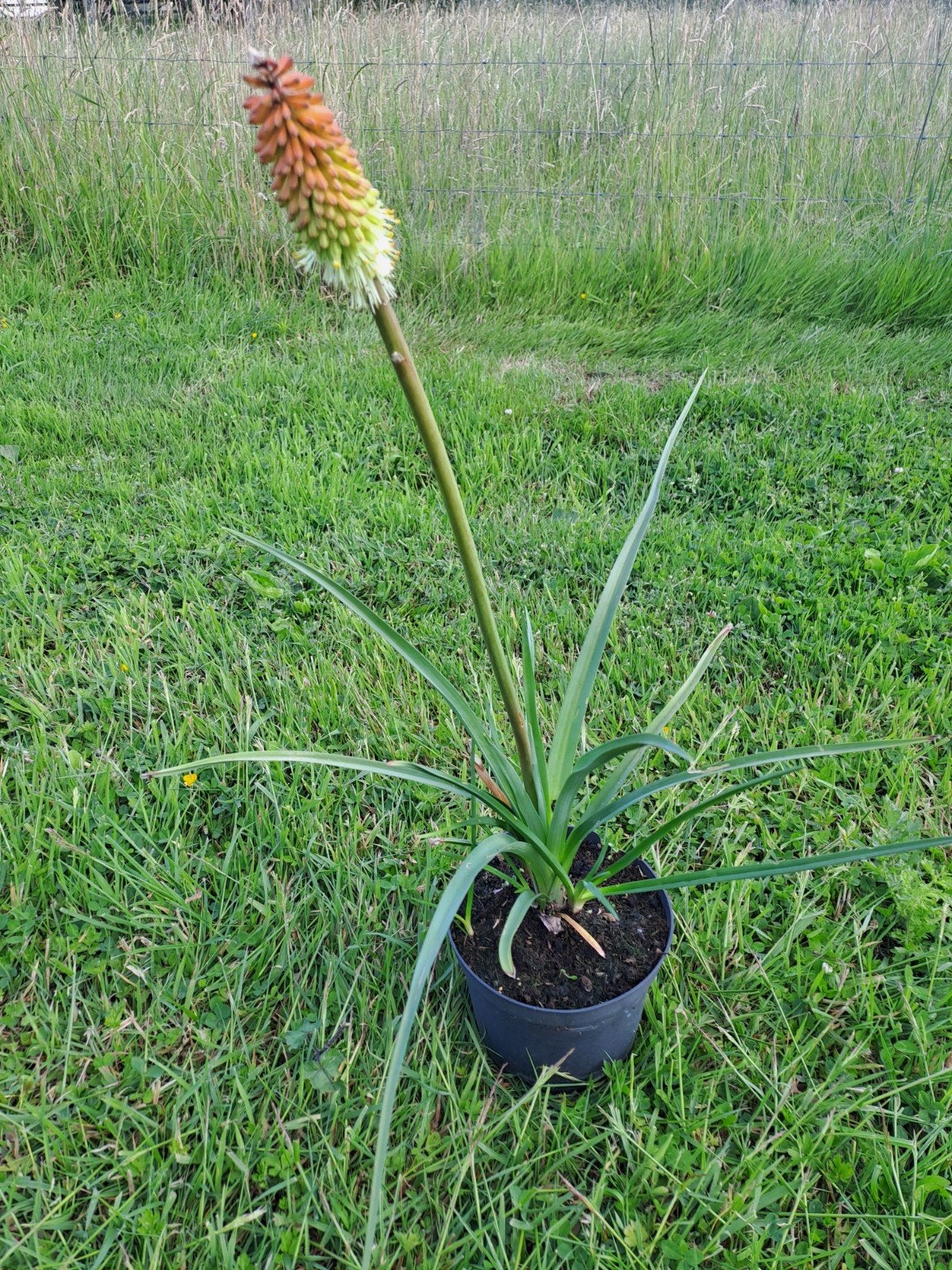 Kniphofia Royal Castle, Ophalen