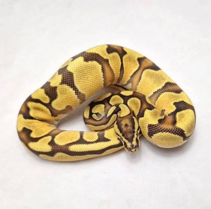 Enchi OD Yb dbl het Clown Pied koningspython man Ball Python - male for sale from jurgen